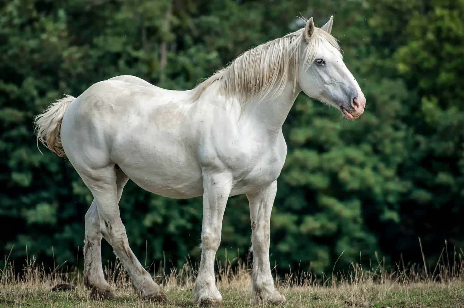 Percheron horse