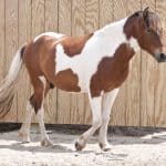 Pinto Horse