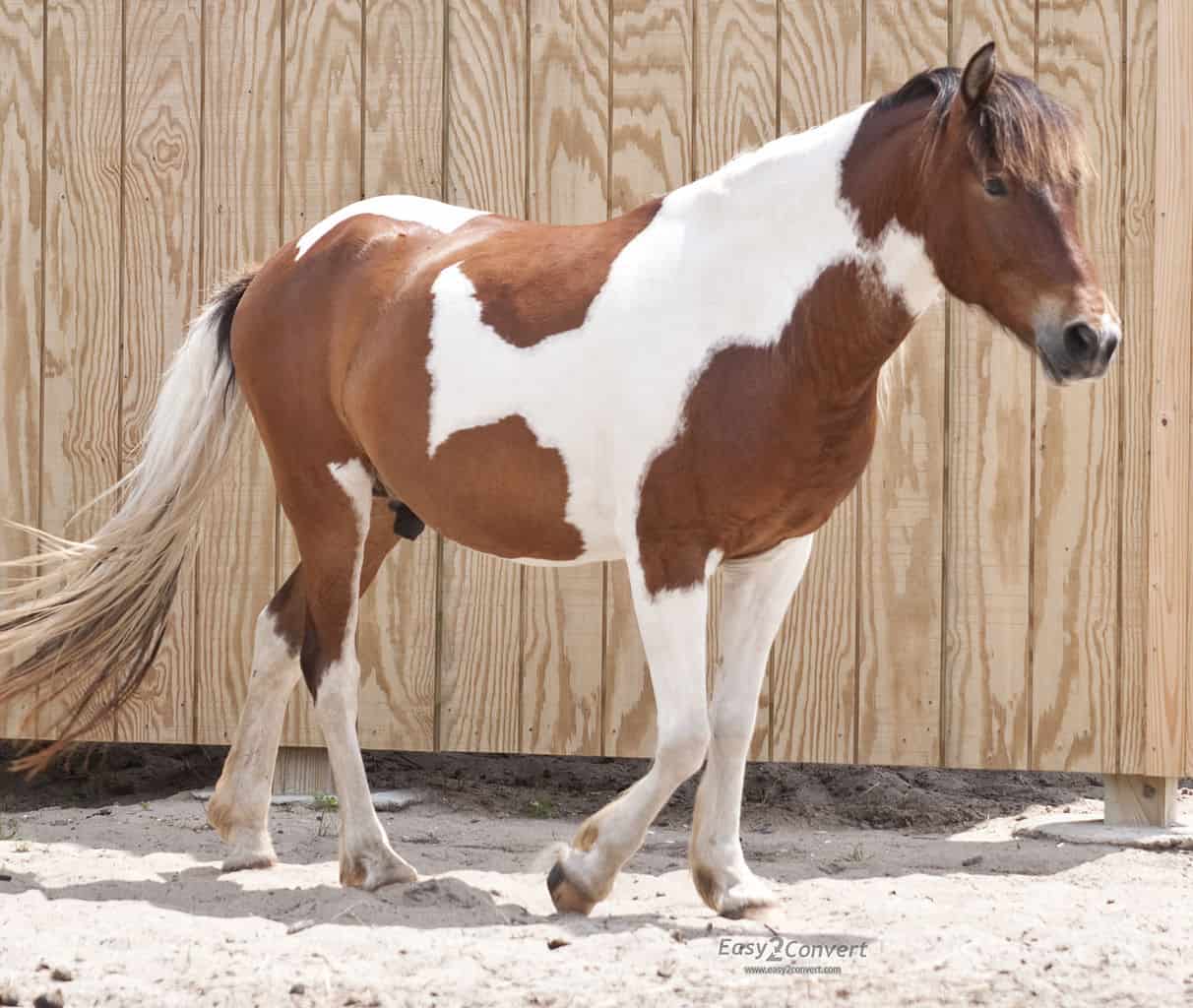 Pinto Horse
