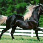 Rocky Mountain Horse