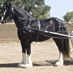 Shire Horse