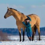 Trakehner Horse