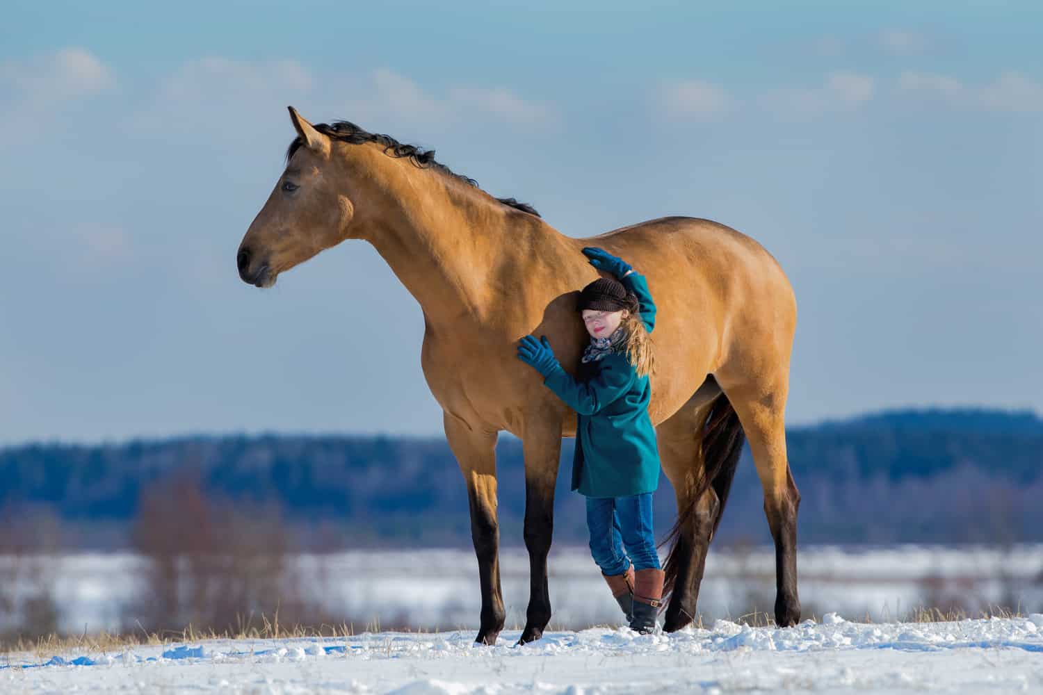 Trakehner Horse