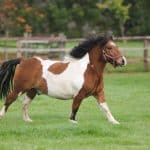 What Are the Different Types of Horses by Weight