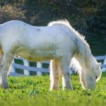 What do Miniature Horses Eat