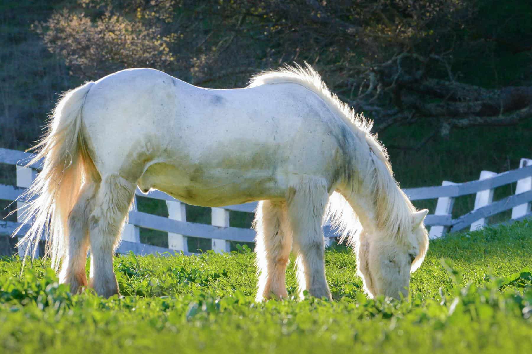 What do Miniature Horses Eat