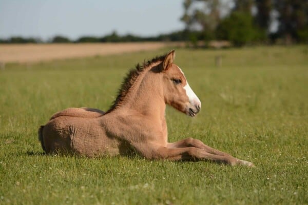 What is a Baby Horse Called