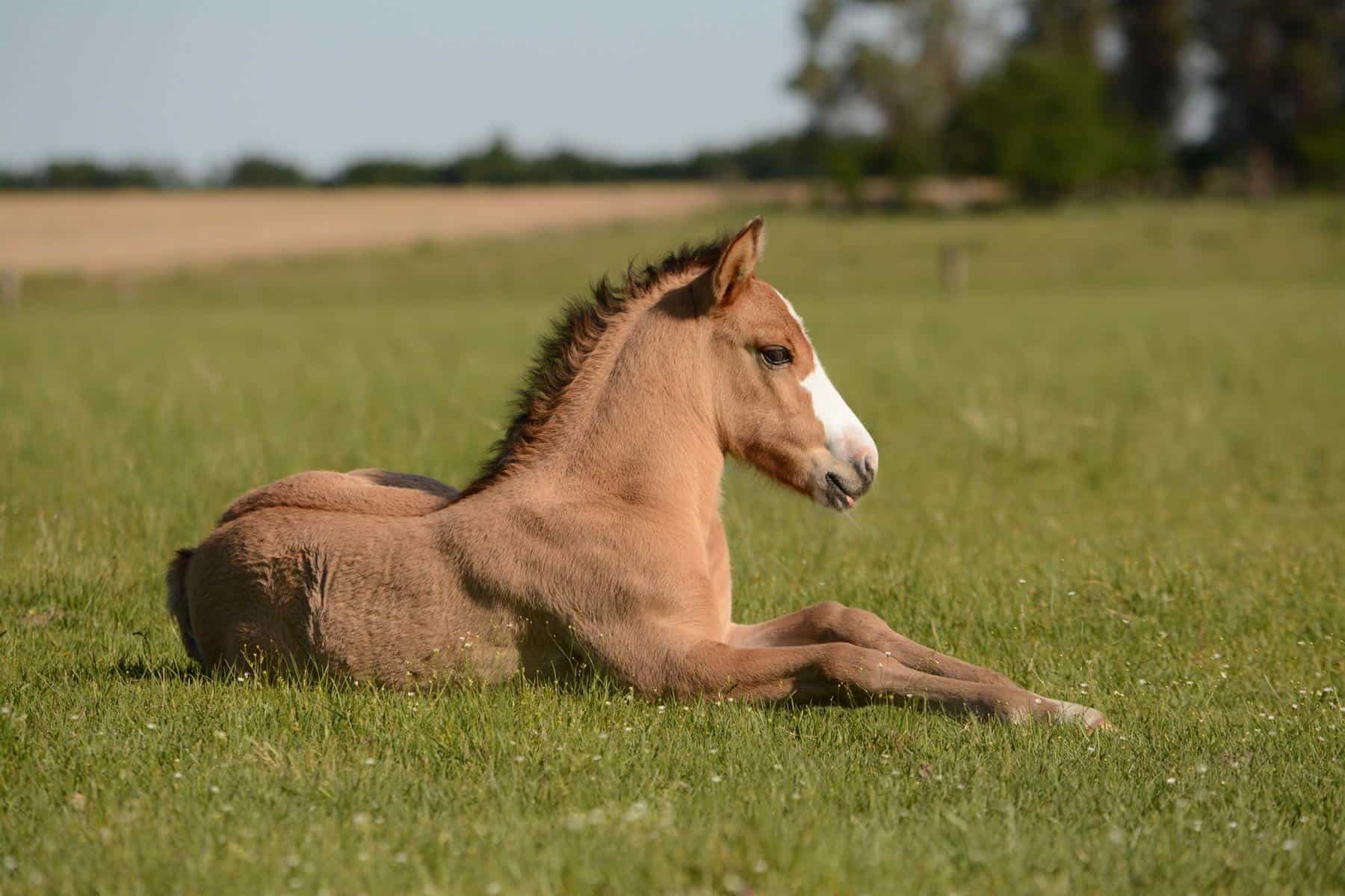 What is a Baby Horse Called