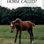 baby horse pin
