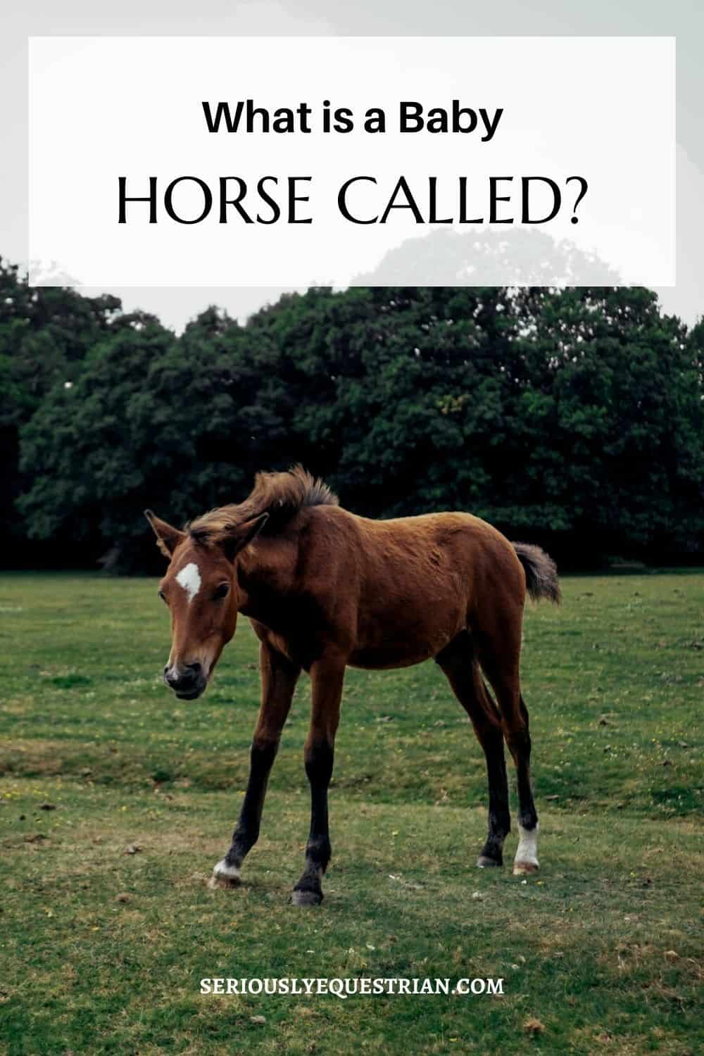baby horse pin