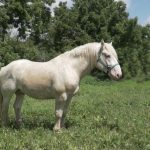 American Cream horse