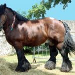 Ardennes Horse