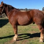 Australian draught Horse