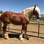Belgian Draft horse