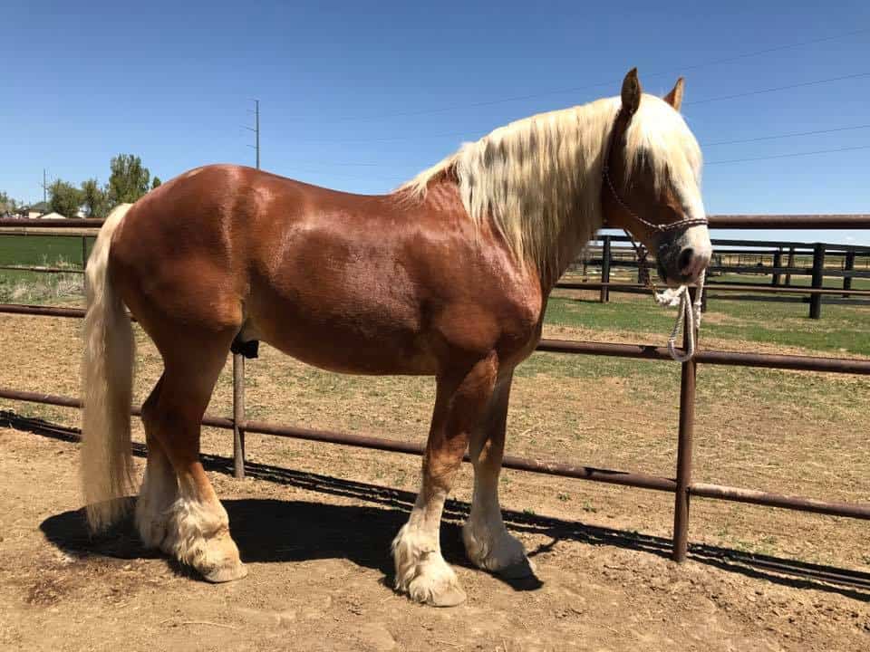 Belgian Draft horse