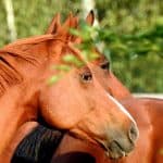 Best Celebrity-Inspired Horse Names