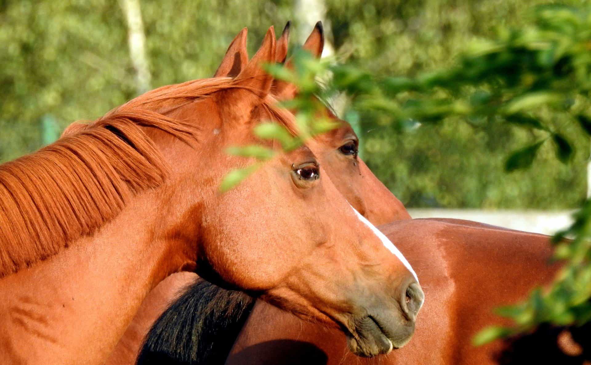 Best Celebrity-Inspired Horse Names