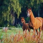 Best Female Horse Names