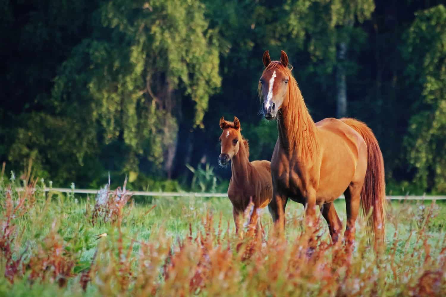 Best Female Horse Names