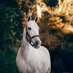 Best Male Horse Names