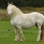 Boulonnais Horse