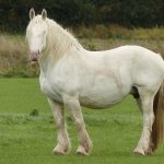 Boulonnais horse