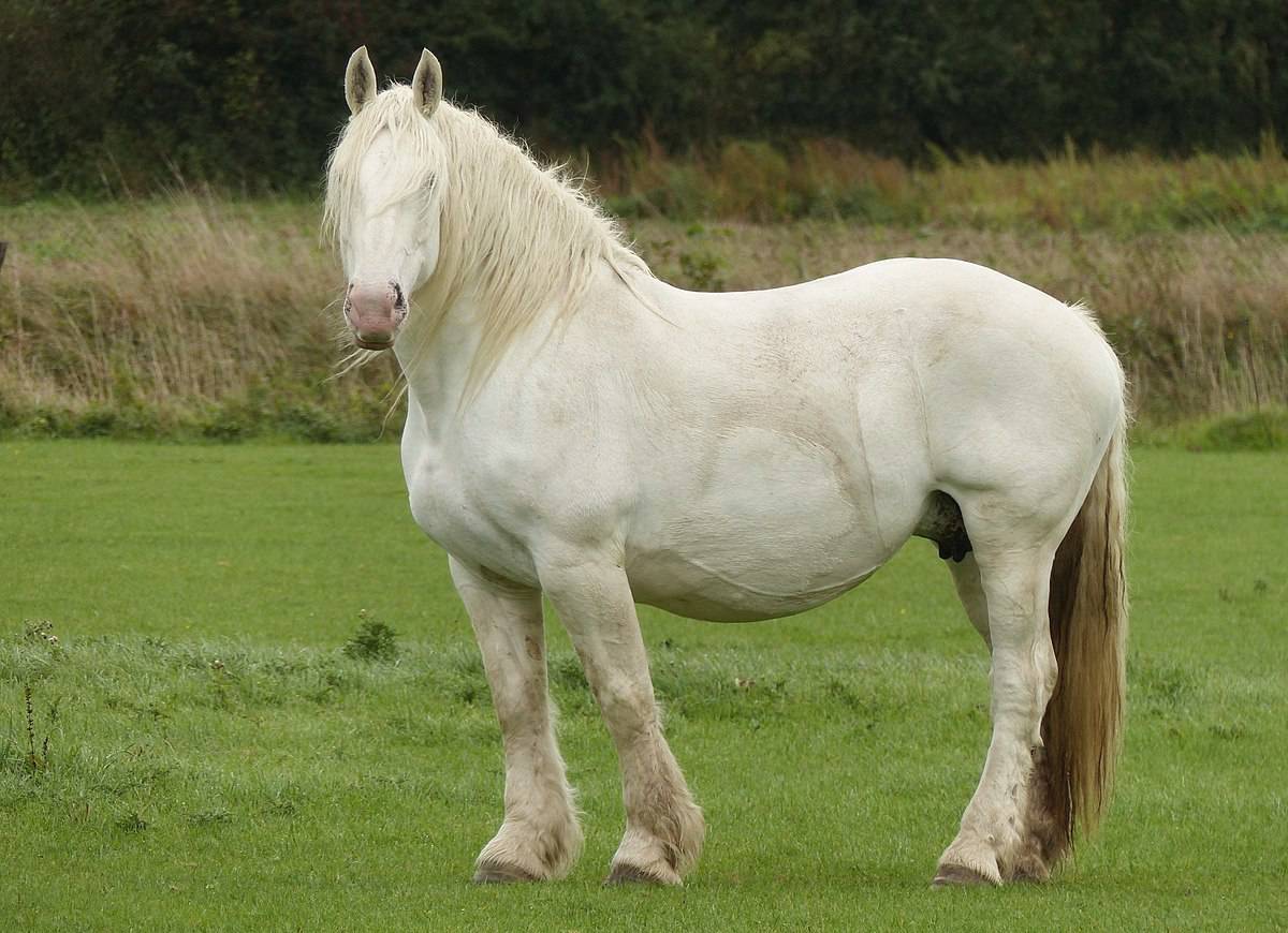 Boulonnais horse