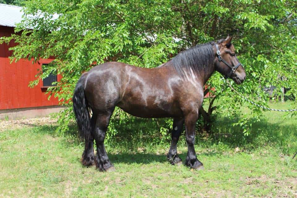 Brabant Draft Horse