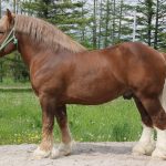 Breton horse