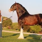 Clydesdale Horse