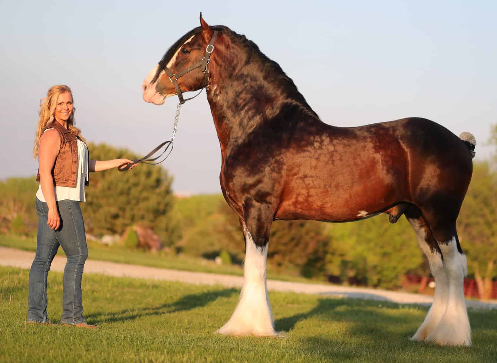 Clydesdale Horse