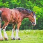 Clydesdale Horse