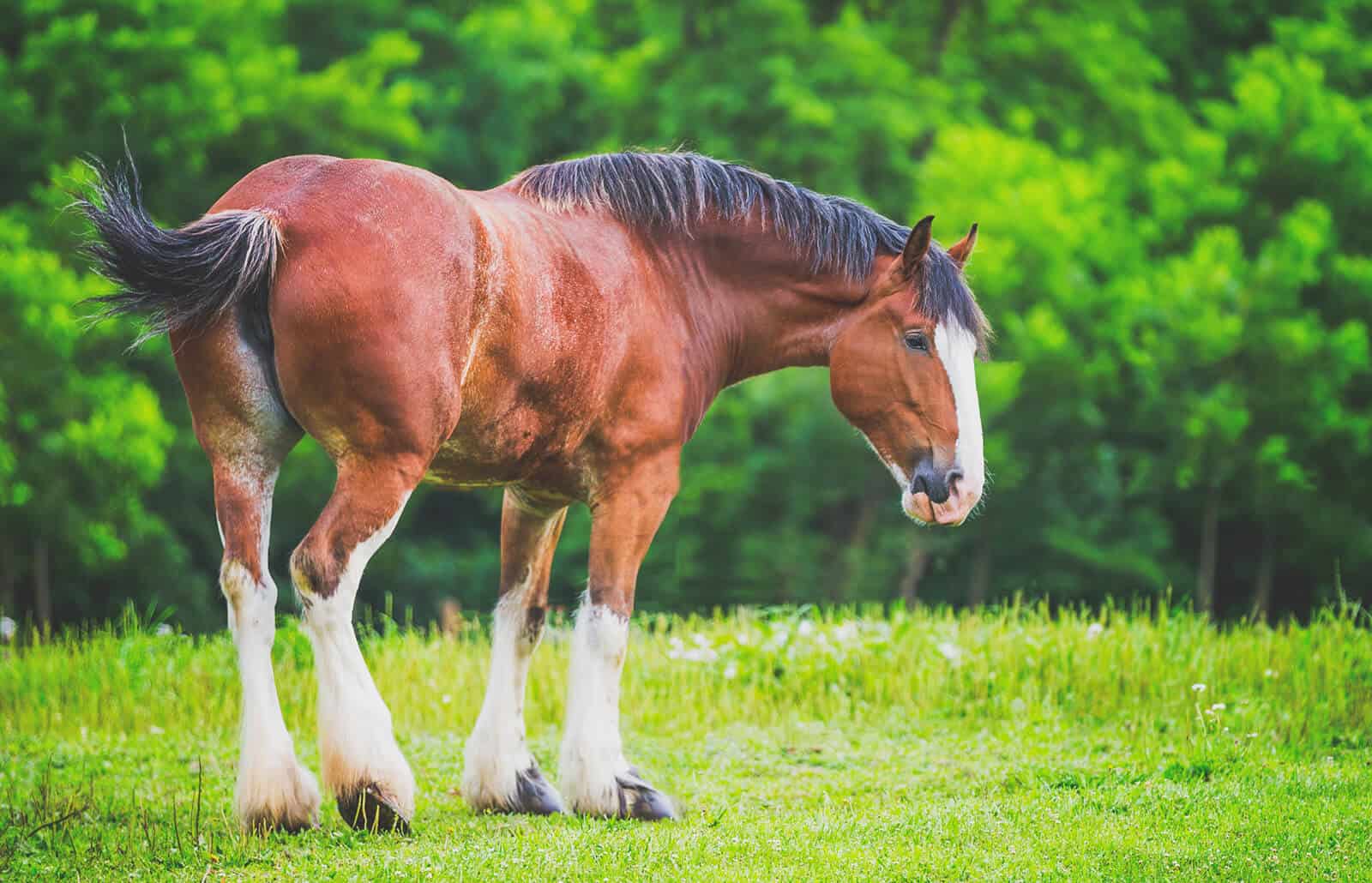 Clydesdale Horse