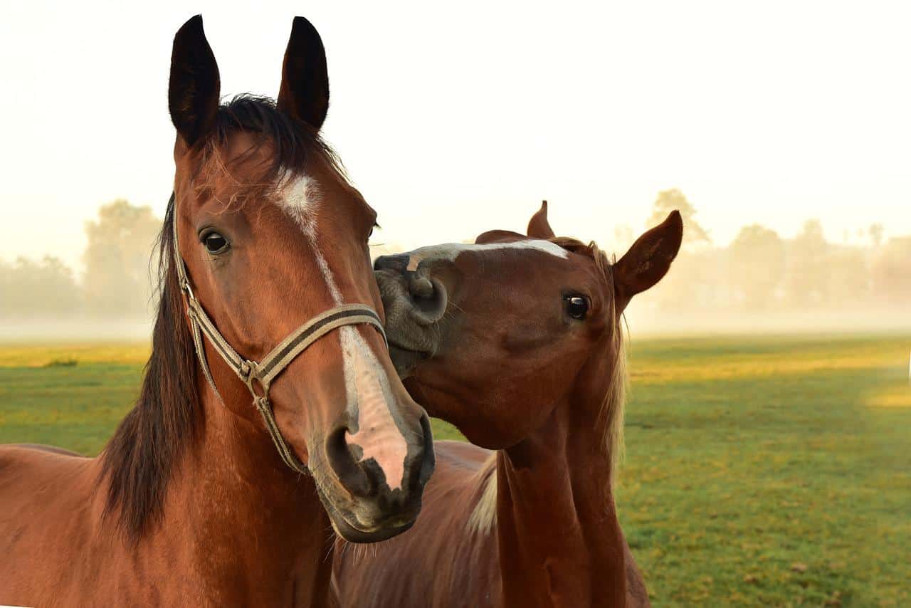 Cutest Horse Names