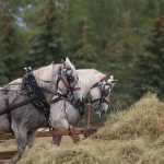 Draft Horse Breeds