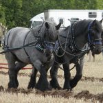 Dutch Draft Horse