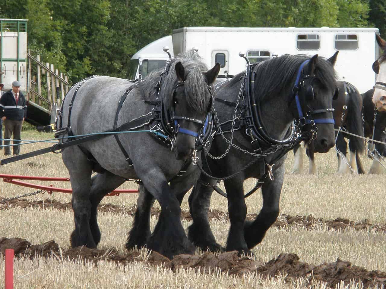 Dutch Draft Horse