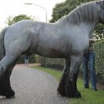 Dutch Draft Horse