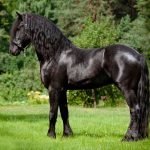 Friesian Horse