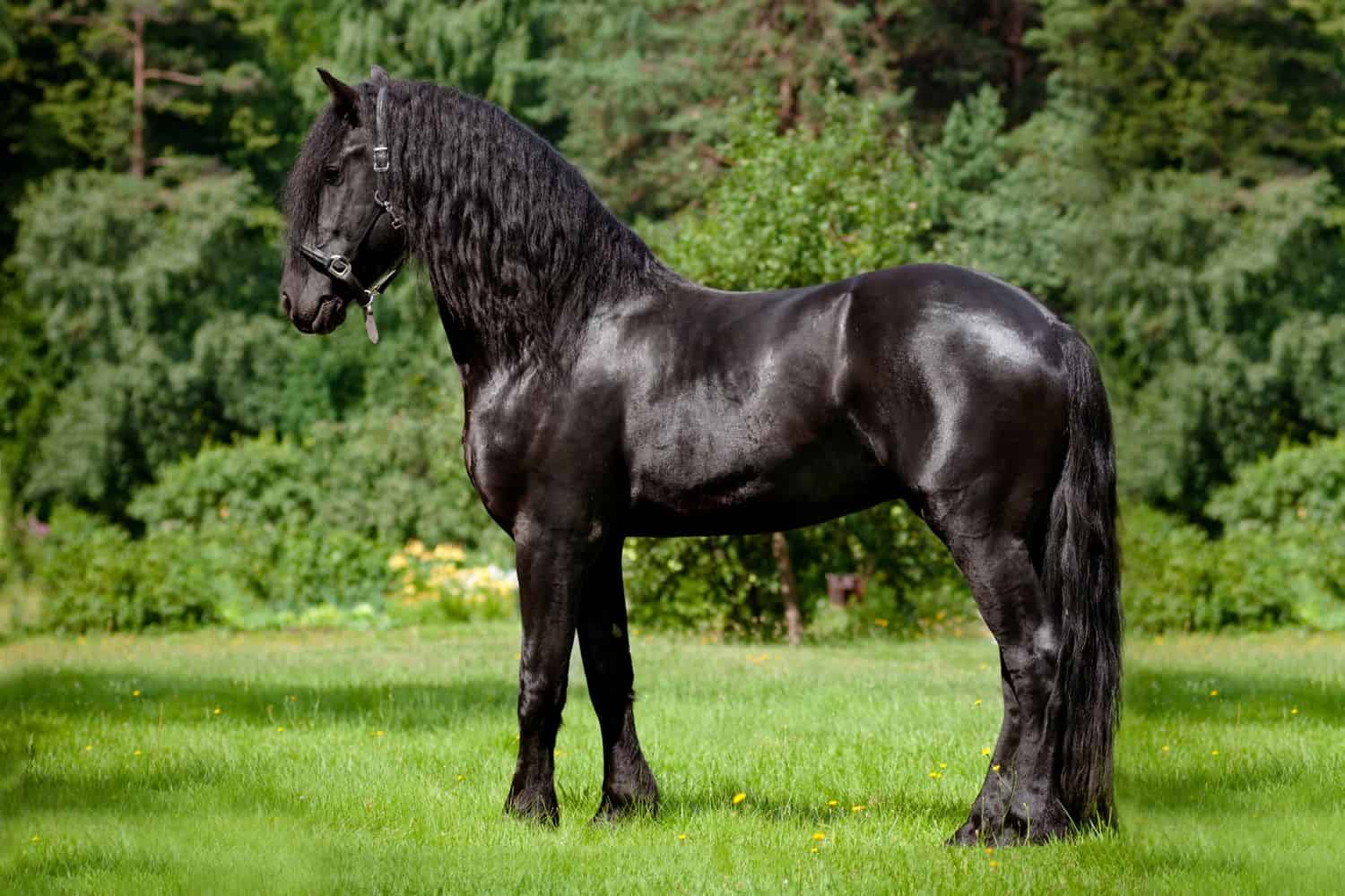 Friesian Horse