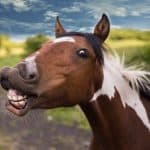 Funniest Horse Names