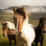 Funny Horse Names