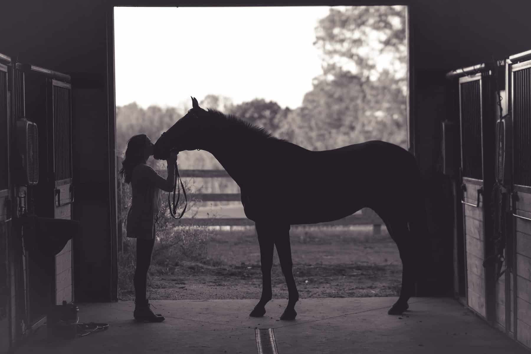 How To Name Your Horse