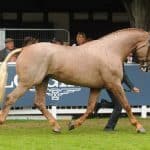 Irish Draft Horse