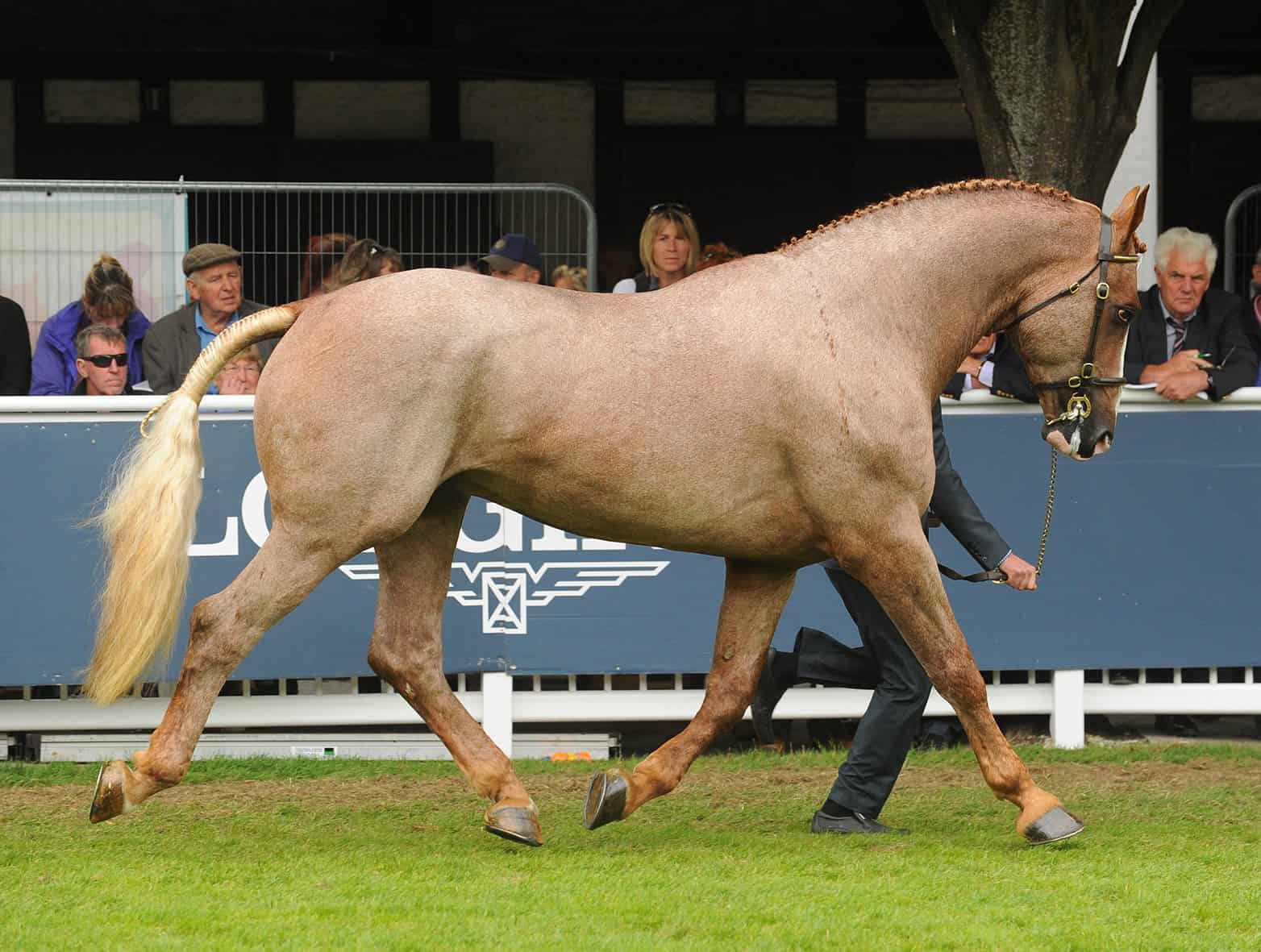 Irish Draft Horse