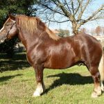 Italian Heavy Draft horse