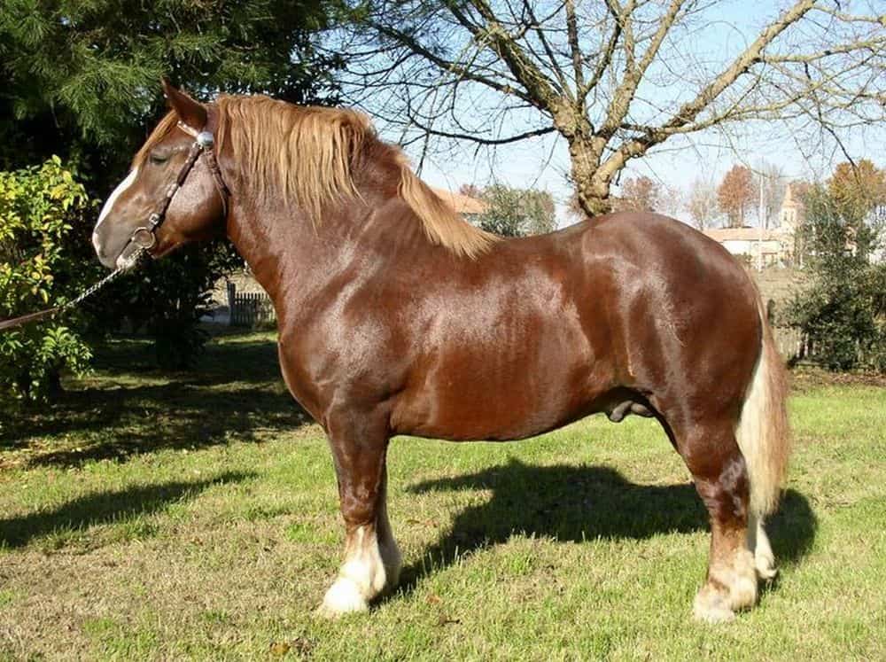 Italian Heavy Draft horse