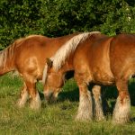 Jutland horses