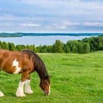 Largest Horse Breeds