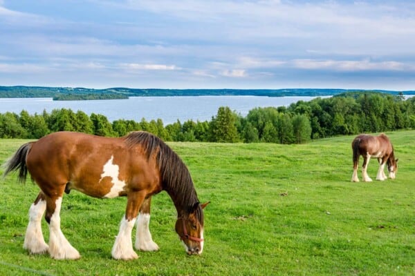 Largest Horse Breeds